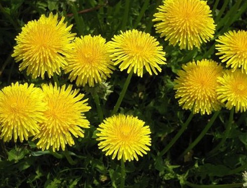 Dandelion Taraxacum officinale seed